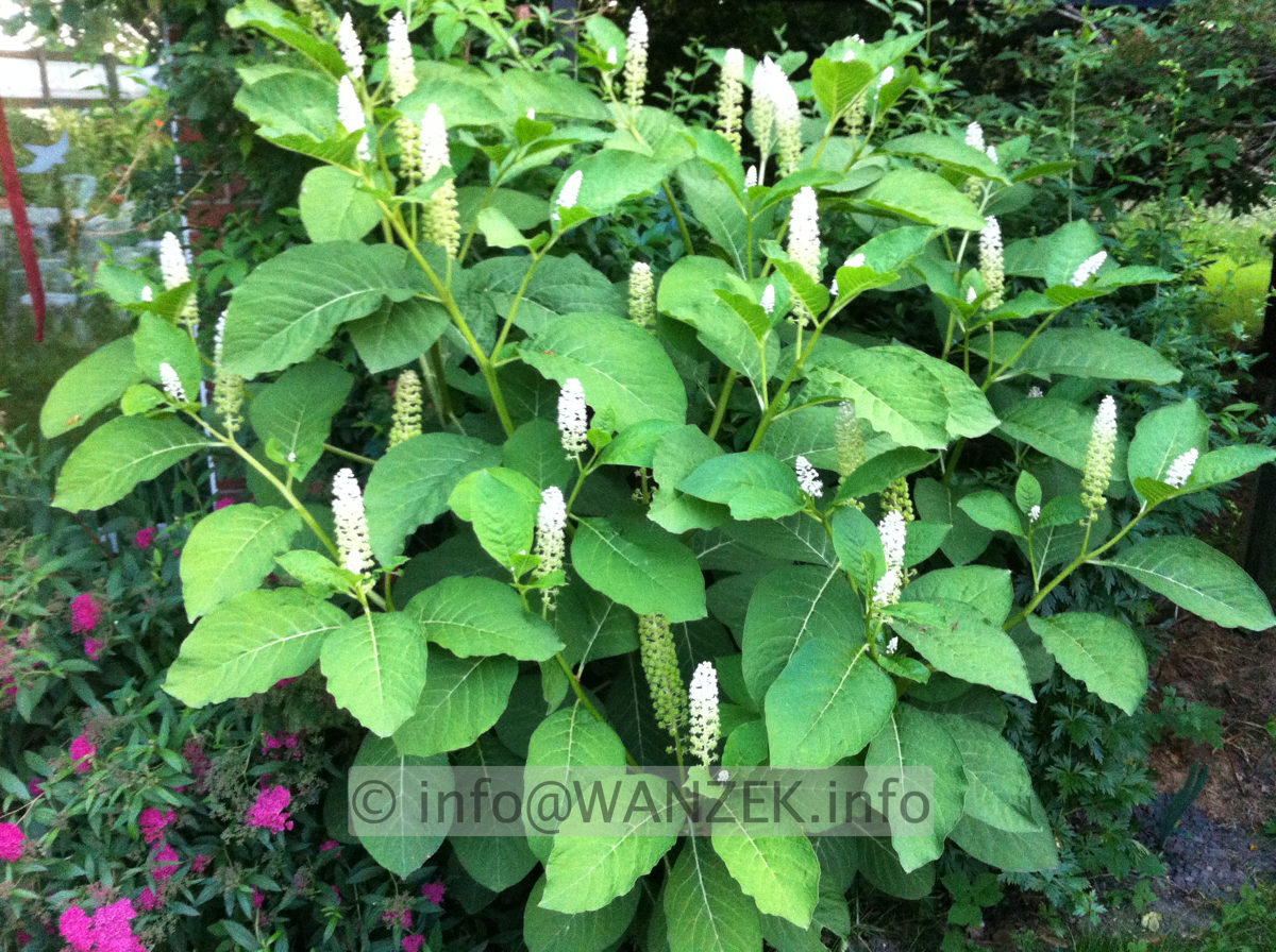 Phytolacca americana - Kermesbeere.JPG
